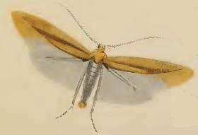 Imagem de Coleophora lithargyrinella Zeller 1849