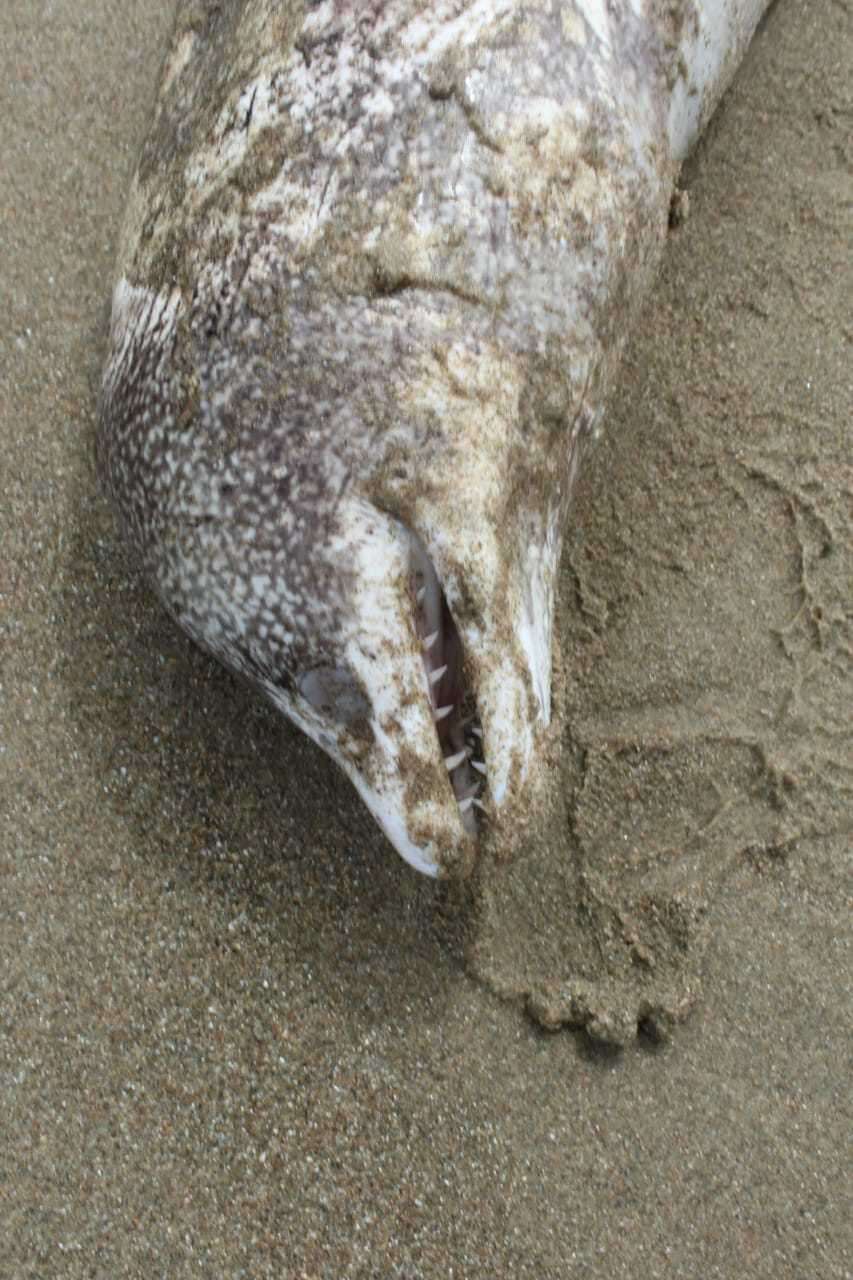 Image of Hourglass moray