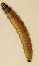 Image of Coleophora juncicolella Stainton 1851