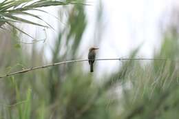 Image of Böhm's Bee-eater