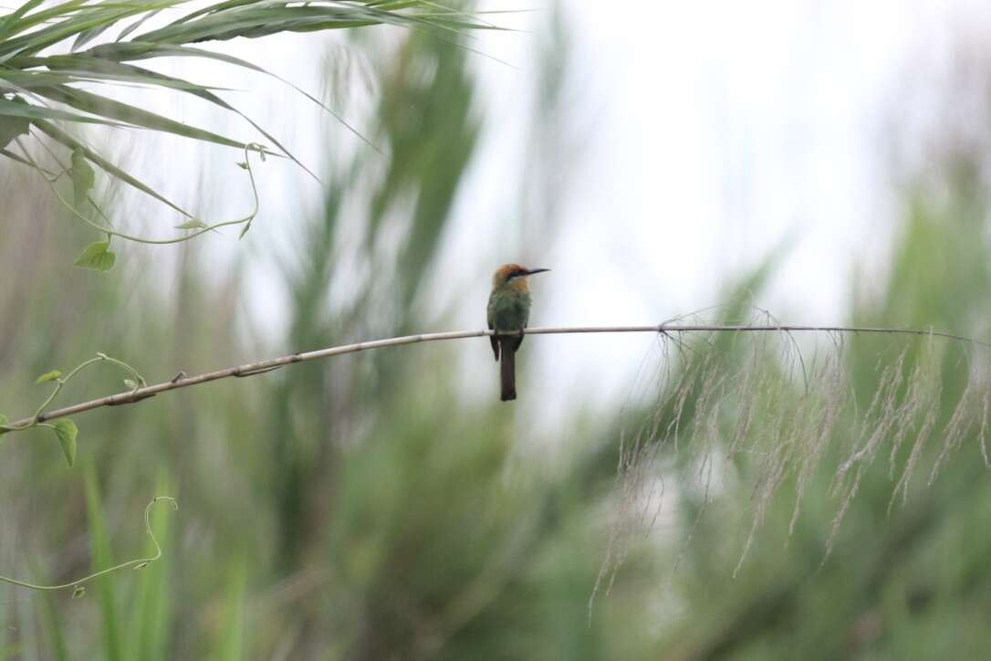 Image of Böhm's Bee-eater