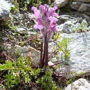 Image of pink lousewort