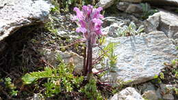 Image of pink lousewort