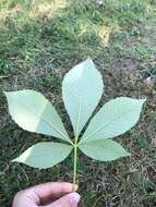 Image of yellow buckeye