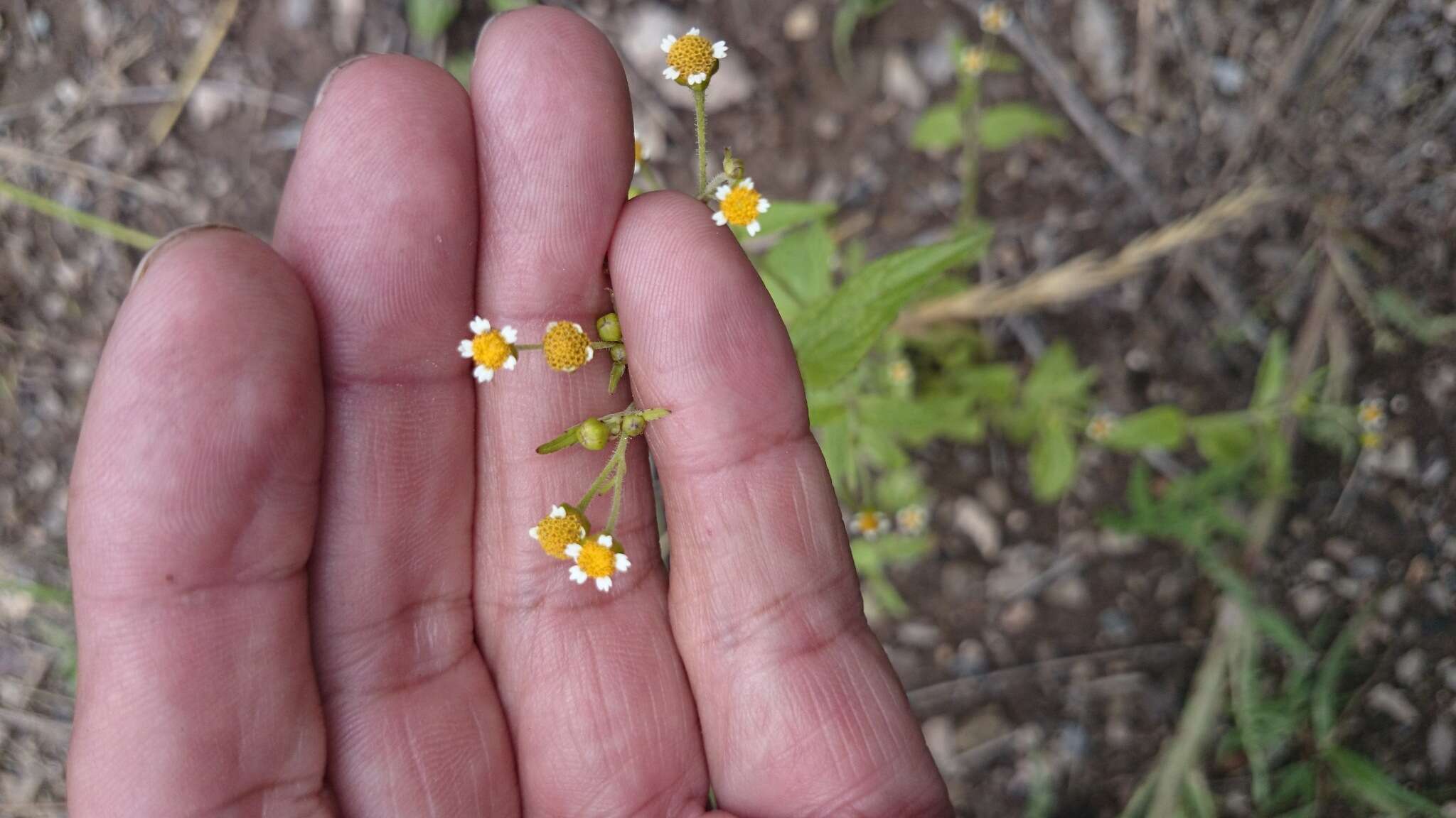 Image of Smooth peruvian daisy