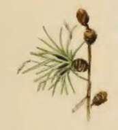 Image of larch case-bearer