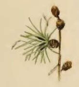 Image of larch case-bearer