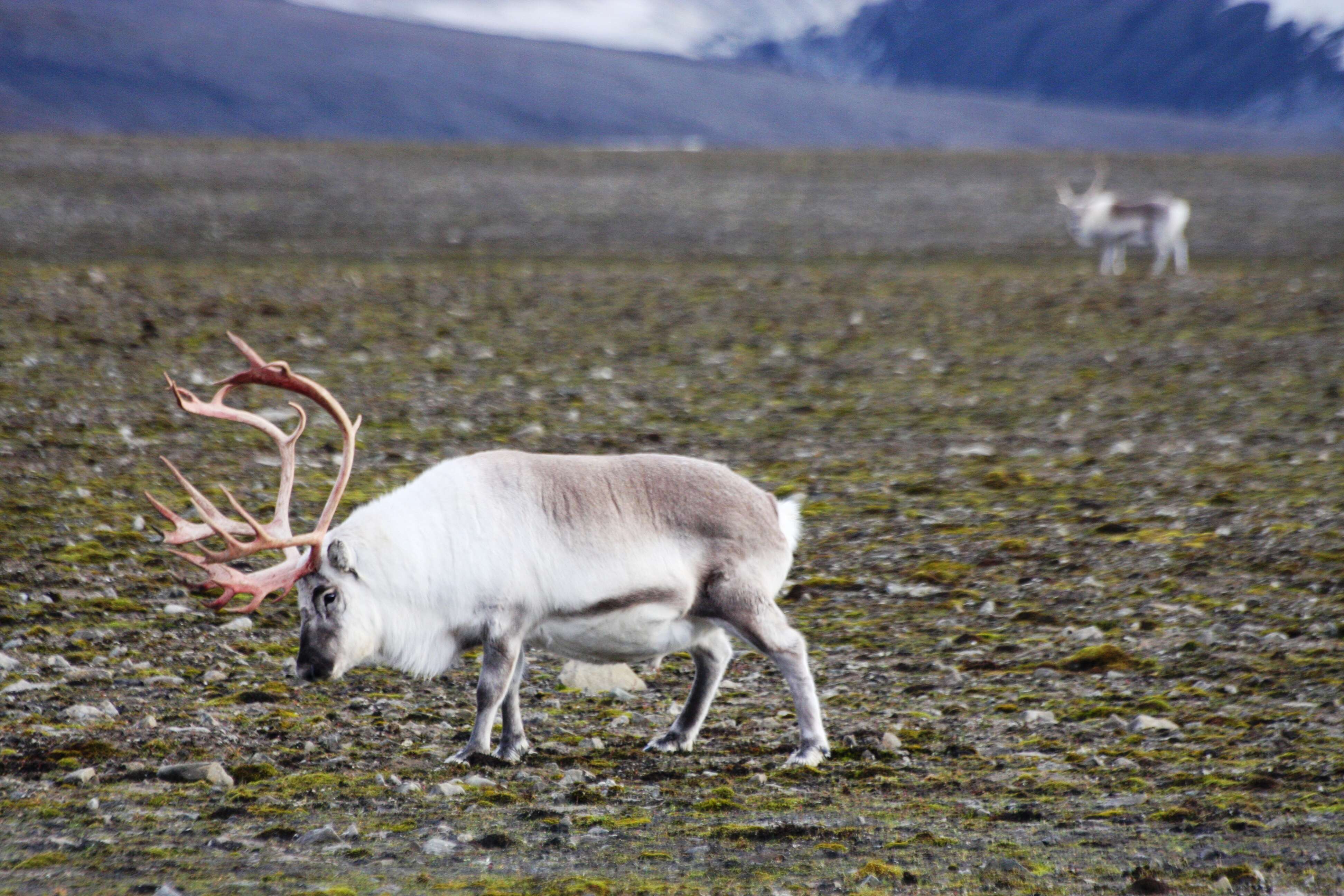 Image of Svalbard reindeer