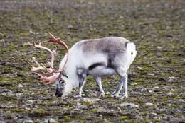 Image of Svalbard reindeer