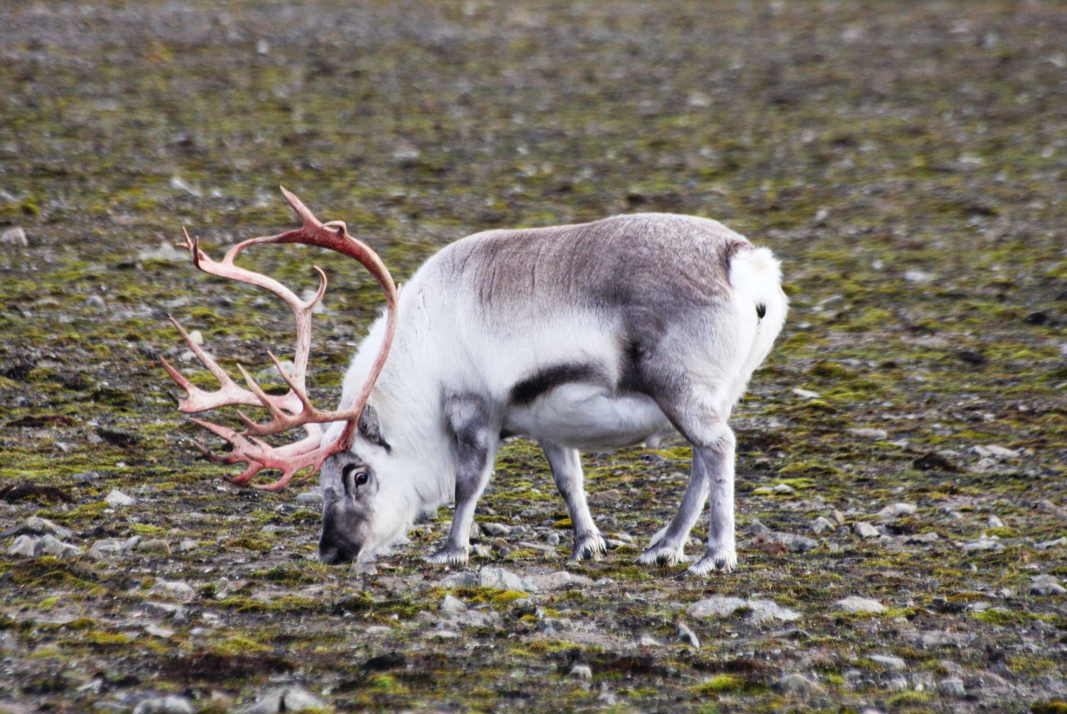 Image of Svalbard reindeer