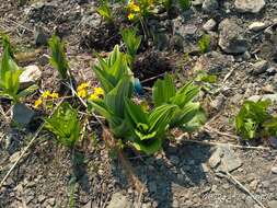 Image of Veratrum dahuricum (Turcz.) O. Loes.