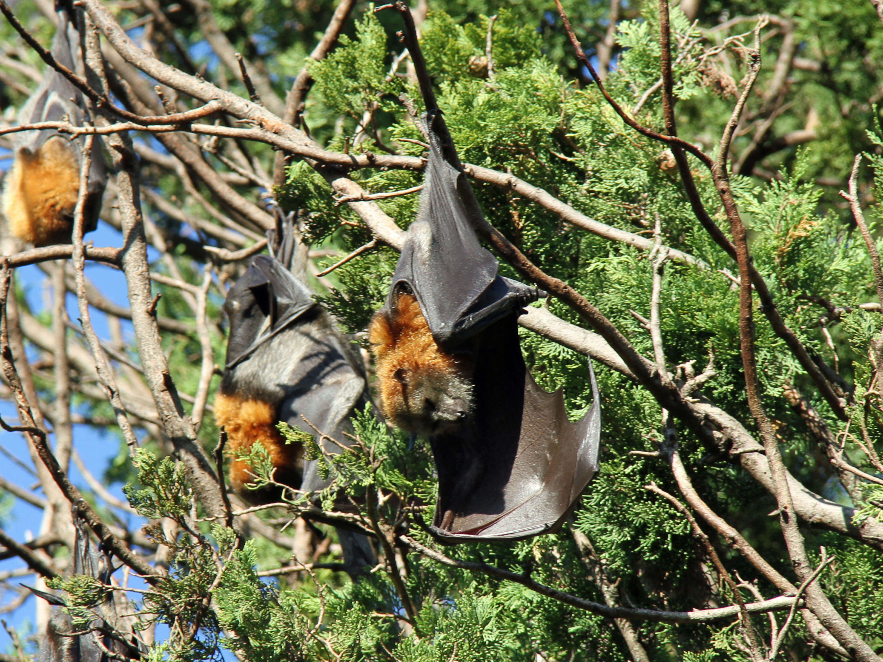 Image of Gray-headed Flying Fox