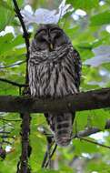 Image of Barred Owl