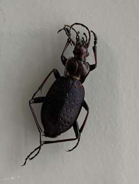 Image of Carabus (Orinocarabus) linnei linnei Panzer 1810