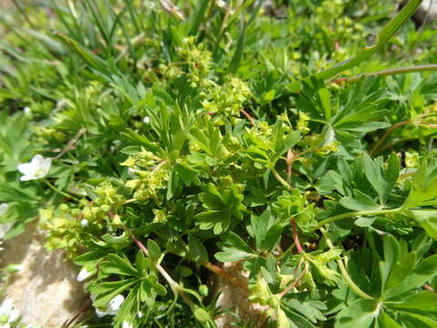 Image of Alchemilla pentaphyllea L.