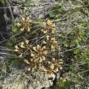 Image of Pedicularis labradorica var. labradorica