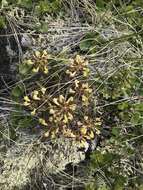 Image of Pedicularis labradorica var. labradorica