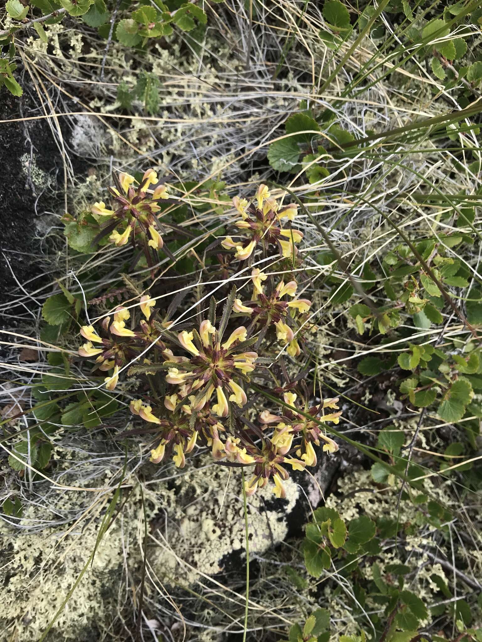 Pedicularis labradorica var. labradorica resmi