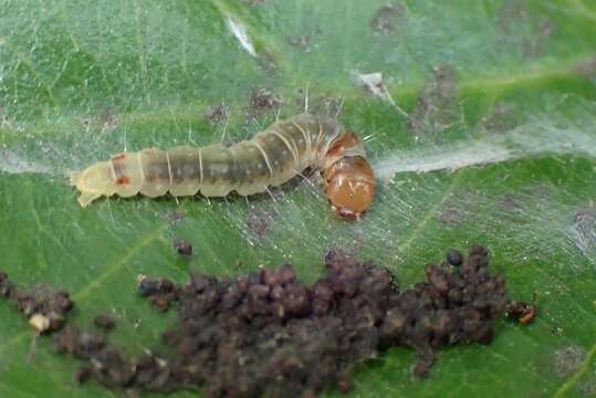 Слика од Sycacantha inopinata Diakonoff 1973