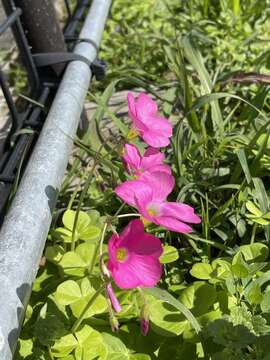 Image of red-flower woodsorrel