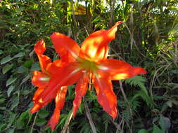 Image of striped Barbados lily
