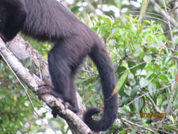 Image of Black Capuchin