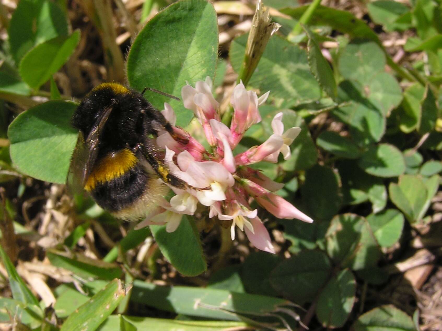 Image of Buff-tailed bumblebee