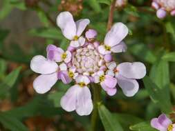 Imagem de Iberis umbellata L.