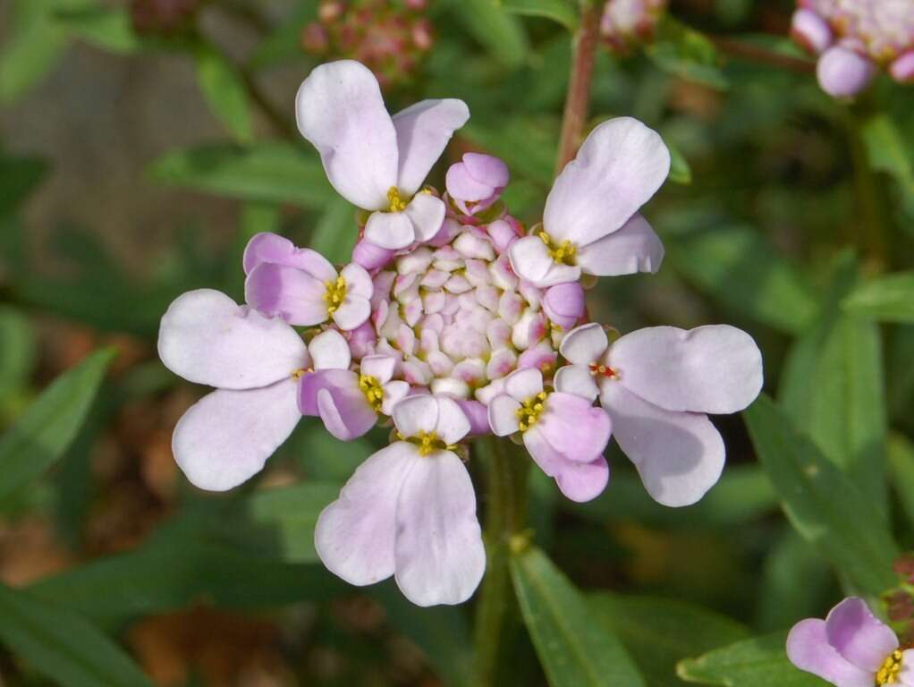 Imagem de Iberis umbellata L.