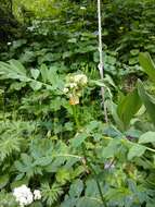 Image of Vicia balansae Boiss.