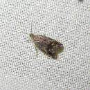 Image of gorse pod moth