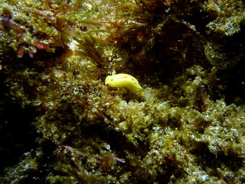 Image of Diversidoris sulphurea (Rudman 1986)