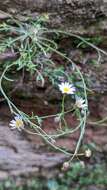 Слика од Erigeron sionis Cronq.