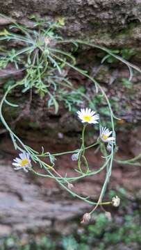 Image of Zion fleabane