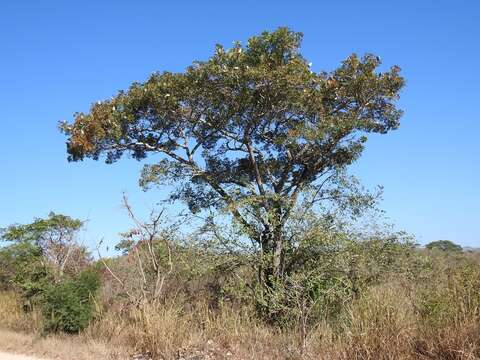 Image of Honduras Mahogany