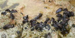 Image of dwarf mussel