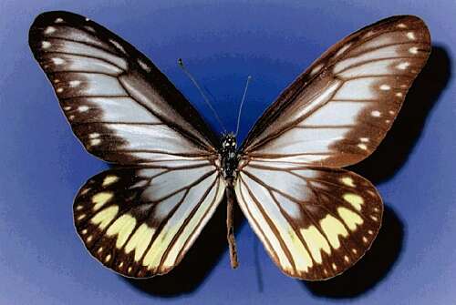 صورة Ideopsis vitrea Blanchard 1853