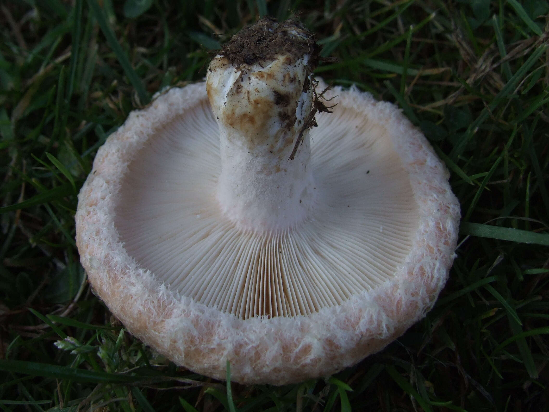 Image of Downy milkcap