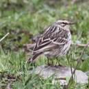 Plancia ëd Anthus roseatus Blyth 1847