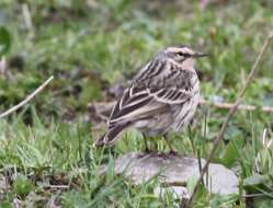 Image of Rosy Pipit