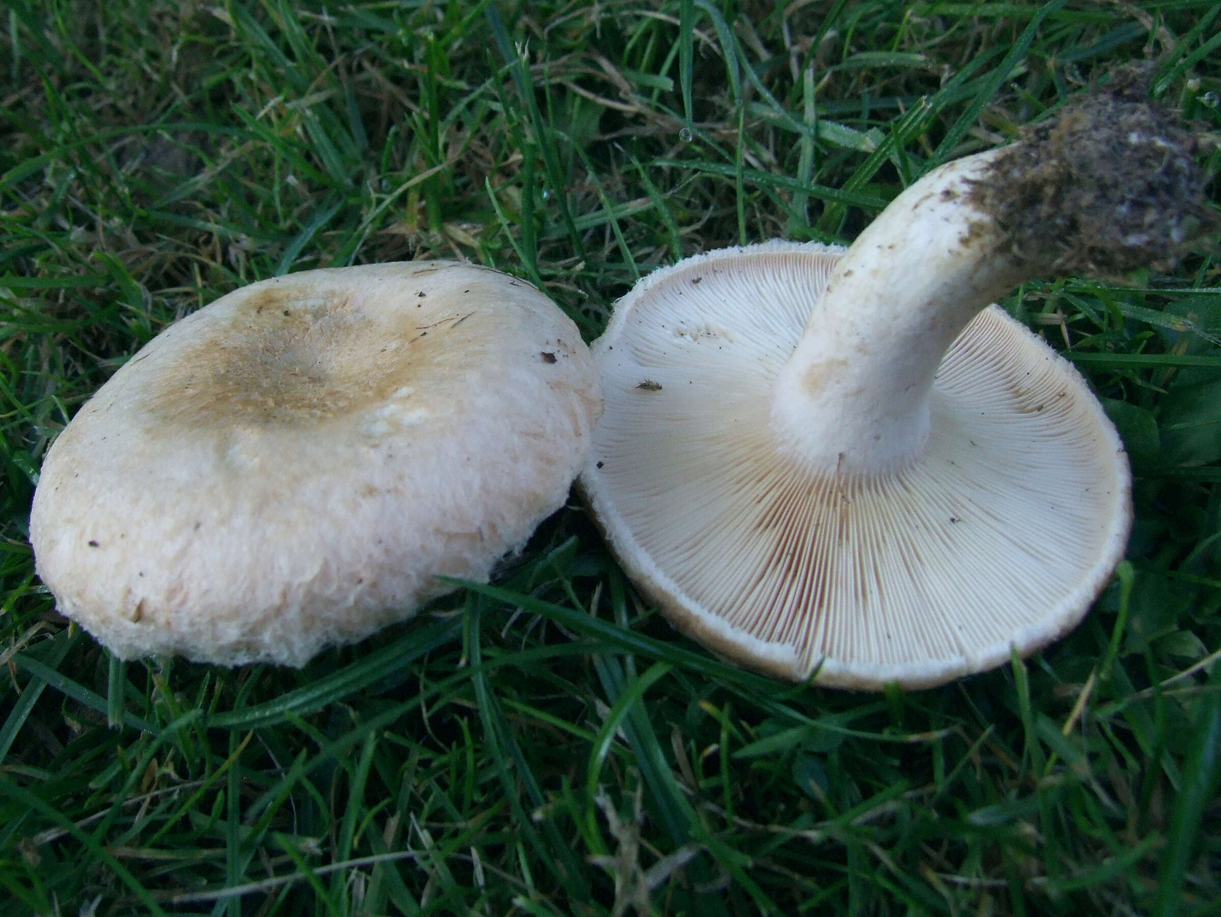 Image of Downy milkcap