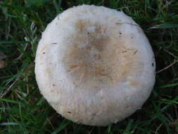 صورة Lactarius pubescens Fr. 1838