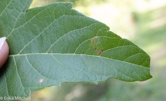 Image of Boxelder Leafroller Moth