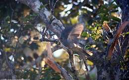 Image of Mauritius Black Bulbul