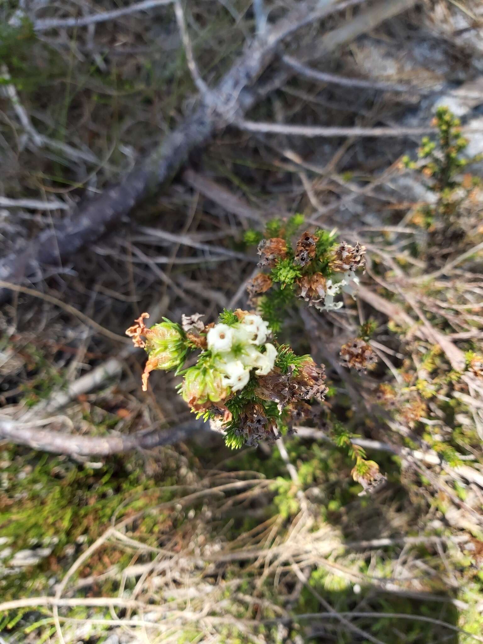 Image of Erica denticulata L.