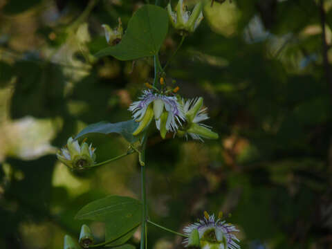 Image of Passiflora urnifolia Rusby