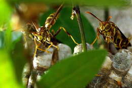 Image of Wasp