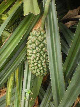 Image of Pandanus odorifer (Forssk.) Kuntze