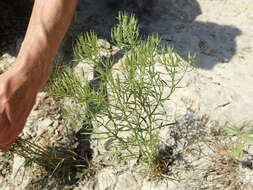 Image of Quinineweed