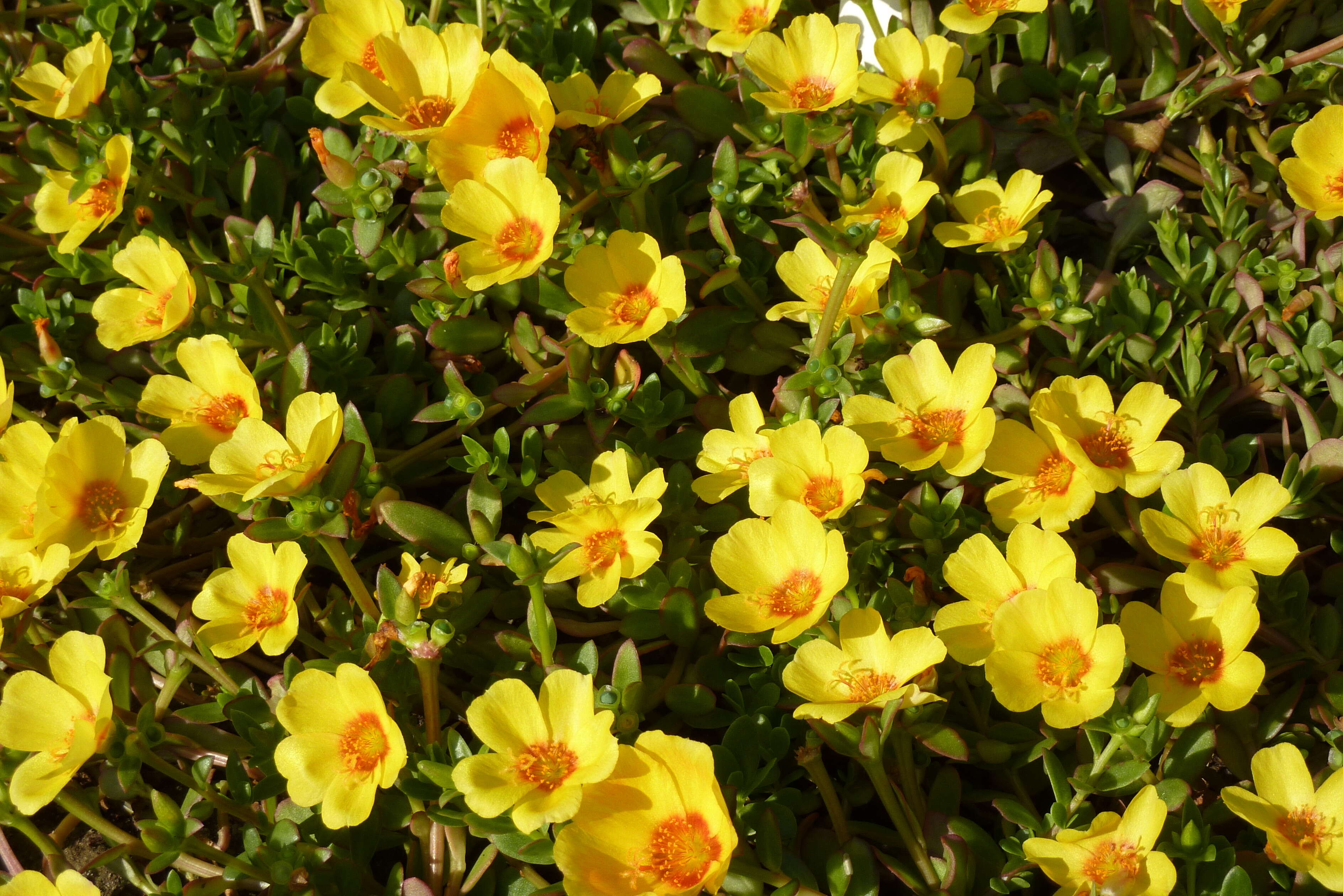 Portulaca umbraticola Kunth resmi